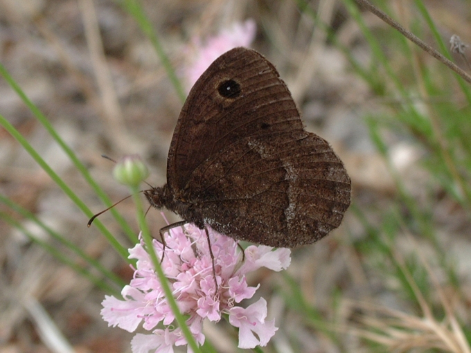 Satyrus ferula